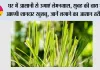 घर में आसानी से उगाएं लेमनग्रास, सुबह की चाय में आएगी शानदार खुशबू, जानें लगाने का आसान तरीका
