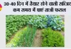 Farming Tips: 30-40 दिन में तैयार होने वाली सब्जियां, कम समय में पाएं ताजी फसल
