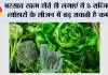 Farming Tips: बरसात खत्म होते ही लगाएं ये 5 सब्जियां, त्योहारों के सीजन में बढ़ सकती है कमाई