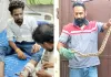 Farrukhabad Snakebite: युवक को सांप ने डसा तो जिंदा सांप लेकर अस्पताल पहुंचा दोस्त, अस्तपाल में हड़कंप