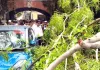कोर्ट परिसर में गिरा यूकेलिप्टस का पेड़, कार व बाइकें क्षतिग्रस्त