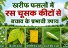 Agriculture News: खरीफ फसलों में बढ़ा रस चूसक कीटों का खतरा, जानें बचाव के प्रभावी उपाय