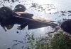 देर रात अनियंत्रित कार जोहड़ में गिरी, तीन युवकों की मौत
