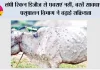लंपी स्किन डिजीज से घबराएं नहीं, बरतें सावधानी; पशुपालन विभाग ने बढ़ाई सक्रियता