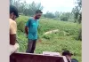 वन विभाग की मिलीभगत से प्रतिबंधित शीशम की कटाई का आरोप, वीडियो वायरल होने से मचा हड़कंप