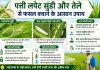 Rice Pest Control: धान-बासमती में कीटों का बढ़ रहा खतरा! पत्ती लपेट सुंडी और तेले से फसल बचाने के आसान उपाय