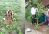 Tree Plantation: पावन अवतार दिवस पर पलामू में साध-संगत ने किया पौधारोपण, दिया पर्यावरण संरक्षण का संदेश