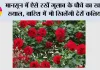 Rose Plant: मानसून में ऐसे रखें गुलाब के पौधे का खास ख्याल, बारिश में भी खिलेंगी ढेरों कलियां