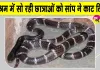 Snake News: आश्रम स्कूल में रात को सो रही थी छात्राएं, अचनाक सांप ने काटा