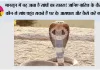 Snake Monsoon safety: मानसून में बढ़ जाता है सांपों का खतरा! जानिए बारिश के दौरान कौन-से सांप पहुंच सकते हैं घर के आसपास और कैसे करें बचाव