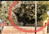Environment: पंचायत जमीन पर लगे 25 साल पुराने 2 पेड़ काटे, जांच की मांग