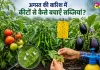 Vegetable Farming: अगस्त की बारिश और सब्जियों पर कीटों का खतरा, किसान इन उपायों से बचाएं फसल