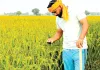 Paddy Stubble: दुन्नेवाला का सुखराज सिंह 21 एकड़ रकबे में धान की पराली का बिना आग लगाए कर रहा प्रबंधन
