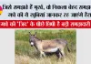Donkey Intelligence: जिसे समझते हैं मूर्ख, वो निकला बेहद समझदार! गधे की ये खूबियां जानकर रह जाएंगे हैरान