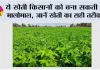 Farming Tips: ये खेती किसानों को बना सकती है मालोमाल, जानें खेती का सही तरीका