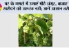 Gardening Tips: घर के गमले में उगाएं मीठे अंगूर, बाजार से खरीदने की जरूरत नहीं; जानें आसान तरीका