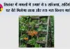 Gardening Tips: सितंबर में गमलों में उगाएं ये 5 सब्जियां, सर्दियों में घर बैठे मिलेगा ताजा और हरा-भरा किचन गार्डन