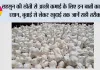 Garlic Farming: लहसुन की खेती से अच्छी कमाई के लिए इन बातों का रखें ध्यान, बुवाई से लेकर खुदाई तक जानें सही तरीका