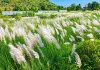 Kans Flowers Beauty: जयपुर-कूकस रोड पर खिला कांस, दिया बारिश की विदाई का संदेश