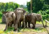 Laos Elephant Conservation: लाओस में हाथियों के इलाज और संरक्षण की नई पहल