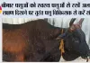 Lumpy Skin Disease: बीमार पशुओं को स्वस्थ पशुओं से रखें अलग, लक्षण दिखने पर तुरंत पशु चिकित्सक से करें संपर्क 