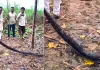 तुलहेड़ी में खेत में निकला विशाल अजगर, वन विभाग की टीम ने किया सुरक्षित रेस्क्यू