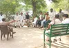 ओढ़ां थाना प्रभारी से हाथापाई, वर्दी फाड़ी, चार के खिलाफ केस दर्ज