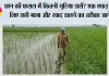 Paddy Farming: धान की फसल में कितनी यूरिया डालें? एक एकड़ के लिए सही मात्रा और खाद डालने का तरीका जानें