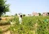 Crop Verification: फसल सत्यापन अभियान की रफ्तार धीमी, तीन दिनों में सिर्फ 55.50 हजार की जांच