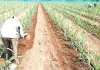 Sugarcane Farming: गन्ने के साथ सब्जियां और मसाला फसलें उगाएं