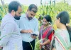 सांख्यिकी निदेशक बीना वर्मा ने किया क्रॉप कटिंग का भौतिक सत्यापन
