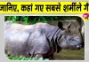 World Rhino Day 2026: गैंडों की अनोखी दुनिया, सबसे शर्मीली प्रजाति 'सुमात्राई' हो रही विलुप्त