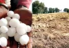 बारिश-ओलावृष्टि से धान की फसल को भारी नुकसान