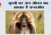 पृथ्वी पर जन जीवन का आधार है वन्यजीव 