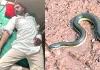 Snake Bites: पशुओं को चारा डाल रहे युवक को सांप ने काटा, गम्भीर