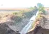 Lohgarh Link Minor News: 8 दिन में दूसरी बार टूटी लोहगढ़ लिंक माइनर, किसानों में हाहाकार