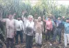 Sugarcane Crop: हाईटेंशन लाइन का तार टूटने से 15 बीघा गन्ने की फसल जली, लाखों का नुकसान