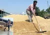 बारिश के बाद पटियाला की अनाज मंडी की सड़कों पर बहा धान, खुली प्रबंधों की पोल