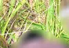 पंजाब सीमा पर घुसपैठ की बड़ी कोशिश नाकाम, BSF ने 2 पाकिस्तानी घुसपैठियों को मार गिराया