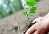 Sapling shortage: सफेदे के क्लोन पर हटी रोक, लेकिन किसानों को उपलब्ध नहीं हो पा रहे पौधे