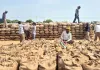 Mandi News: बारिश का कहर जारी, मंडियों में धान भीगने से किसान परेशान