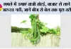 Terrace Gardening: गमले में उगाएं ताजी तोरई, बाजार से लाने की जरूरत नहीं; जानें बीज से बेल तक पूरा तरीका