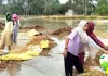 निगाना फीडर टूटने से गांव बीरन में 150 किल्ले धान की फसल जलमग्न, किसानों की बढ़ी मुश्किलें