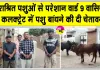 Stray Animals News: वार्ड 9 बना खुली गोशाला, निराश्रित पशुओं से परेशान लोग, कलक्ट्रेट में बांधने की चेतावनी 
