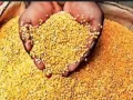 Ration Depot News: राशन न मिलने की शिकायत पर गलत रिपोर्ट लगाने का आरोप, एसडीएम से जांच की मांग