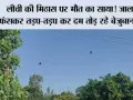 लीची की मिठास पर मौत का साया! जाल में फंसकर तड़प-तड़प कर दम तोड़ रहे बेजुबान पक्षी