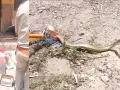 Snake News: सीएचसी के टीबी जांच केंद्र में निकला सांप, हड़कंप