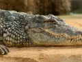 Crocodile News: कैंप में घुसा छह फीट लंबा मगरमच्छ, मची अफरा-तफरी