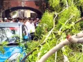कोर्ट परिसर में गिरा यूकेलिप्टस का पेड़, कार व बाइकें क्षतिग्रस्त