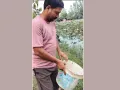 Kachhua: नाले में तैरता मिला दुर्लभ कछुआ, सभासद ने रेस्क्यू कर तालाब में छोड़ा